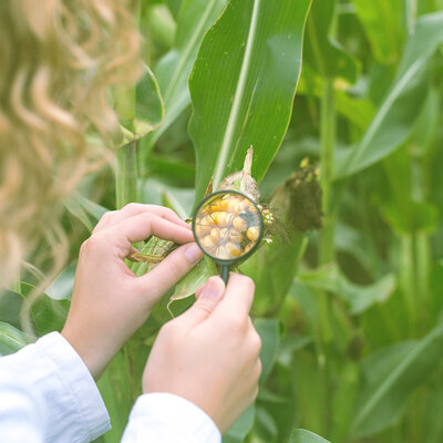 Timeline: Historia de los conceptos de causa y enfermedad: paralelismo entre la Medicina y la Fitopatología. Charles Volcy. (2007). Lisenid Ortega