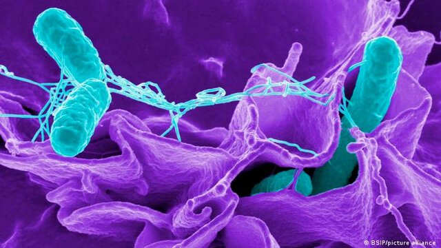 Clasificación de las enfermedades