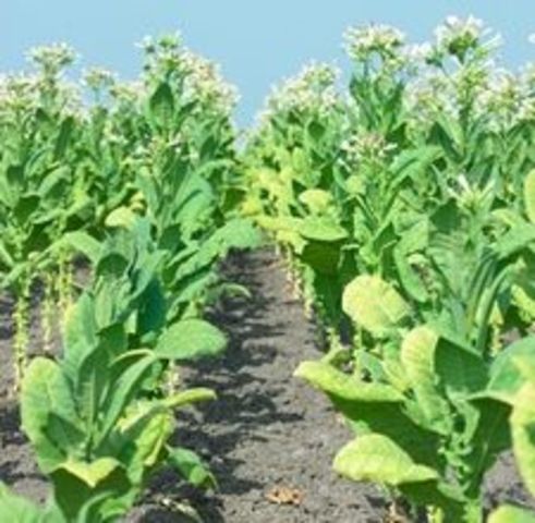 Tobacco was planted
