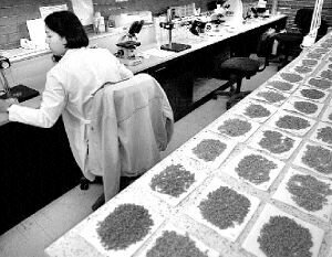 Maíz de calidad proteínica