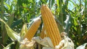 "El granero de la republica"