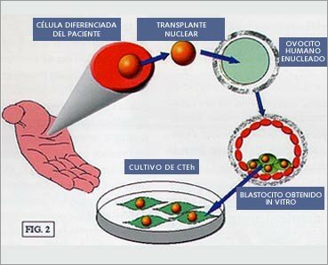 TRANSPLANTE DE CELULAS NO EMBRIONARIAS