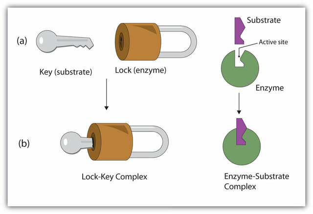 Modelo lock-and-key