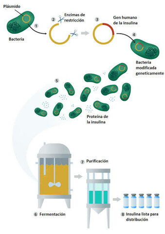 Producción de bacterias por técnicas de ingeniería genética de proteínas transgenicas