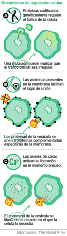 IMPORTANTE SISTEMA DE TRANSPORTE EN NUESRO SISTEMA