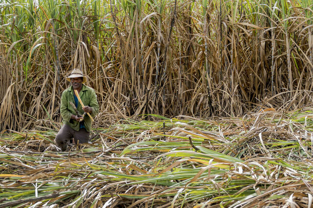 los ingleses gobernaron a la Haba por el dinero de su azúcar