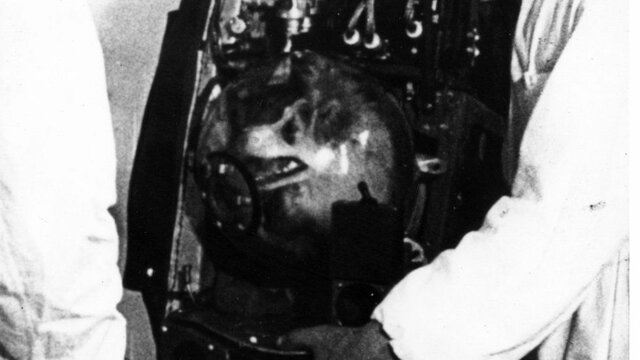 Dog sent on a space mission