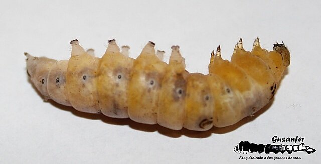 LA TEORIA MICROBIANA