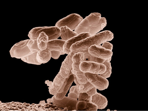 LA TEORIA MICROBIANA