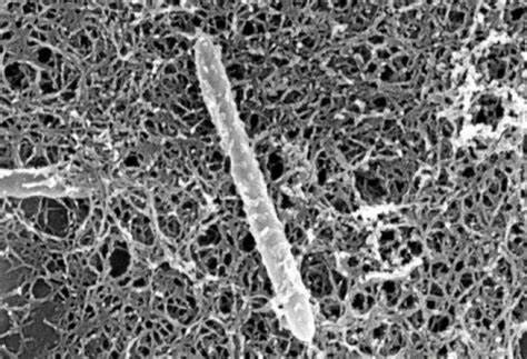 Otras nociones de causas