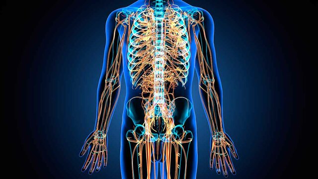 Surgimiento del sistema nervioso