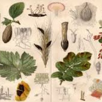 Timeline: Historia de los conceptos de causa y enfermedad: paralelismo entre la Medicina y la Fitopatología