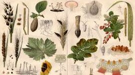 Timeline: Historia de los conceptos de causa y enfermedad: paralelismo entre la Medicina y la Fitopatología