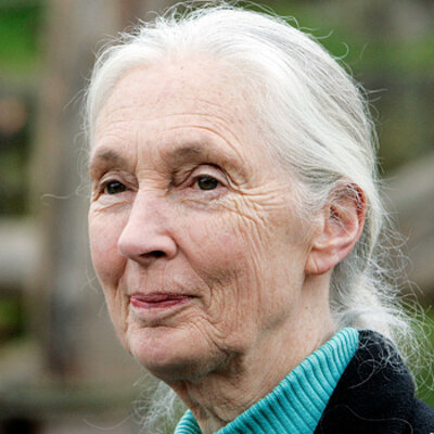 Timeline: Jane Goodall élete, munkássága
