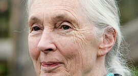 Timeline: Jane Goodall élete, munkássága