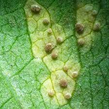 Otras nociones de causas