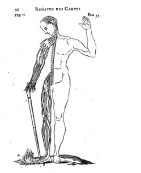 RENE DESCARTES 1596 - 1650