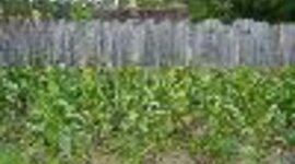 Timeline: Rosalina and Brandon!!!!