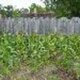 Tobacco growing fields