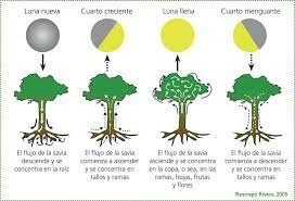 Horóscopos Agrícolas