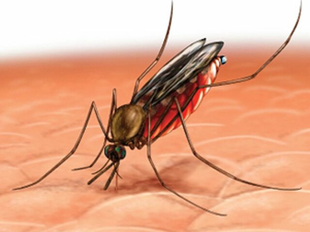 TRABAJO SOBRE LA MALARIA