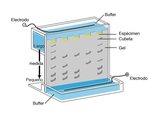 ELECTROFORESIS Y EL ANALISIS DE ADSORCIÓN