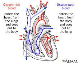 Circulation of blood
