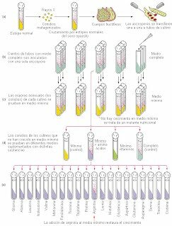 EXPONER EL MOHO NEUROSPORA CRASSA A RAYOS X, CAUSANDO MUTACIONES