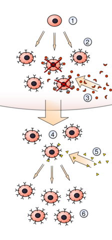 TEORIA DE LA SELECCION CLONAL