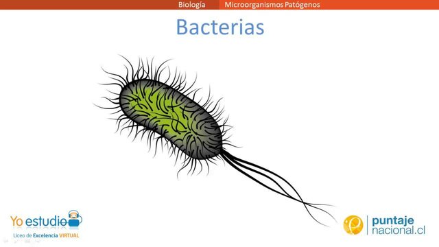 Los microbios Patógenos