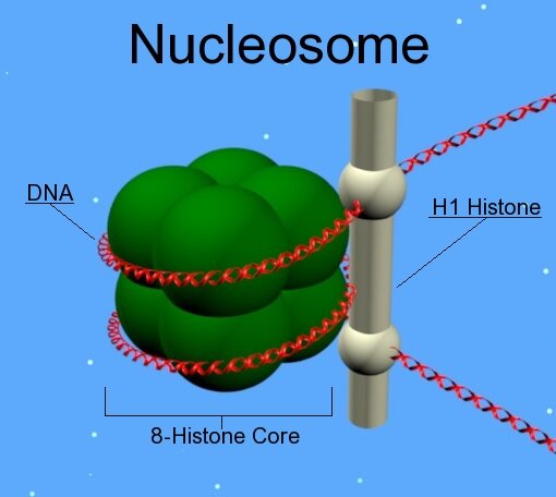 ESTRUCTURA DE COMPLEJOS DE ACIDO NUCLEICO-PROTEINA