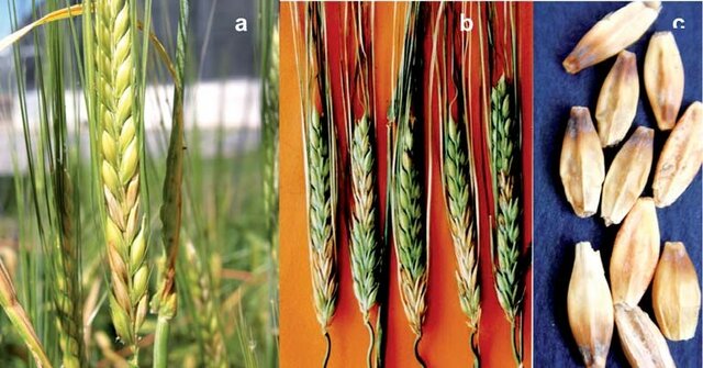 La Enfermedad y la Religión