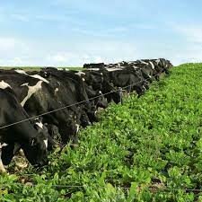 La Enfermedad y la Superstición