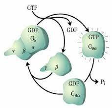 ESTRUCTURA Y FUNCION DE LAS PROTEINAS (G) DE UNION GTP
