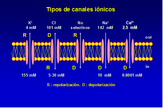 ESTUDIOS ESTRUCTURALES Y MECANISTAS DE CANALES IÓNICOS