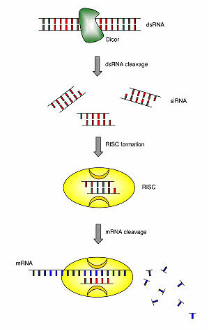 INTERFERENCIA DE RNA