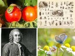 TAXONOMIA DE LAS ENFERMEDADES