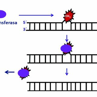 MECANISMOS DE REPARACIÓN DEL DNA