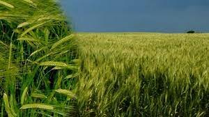 2.000 a.C "samana" y "mehru"