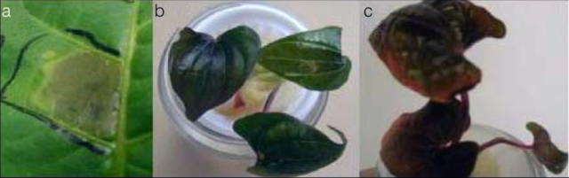 1.728 Pruebas de patogenicidad