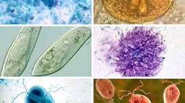 Timeline: Historia de la fitopatología- Miguel Martínez- UNAD