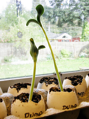 Pumpkin seed is sprouting