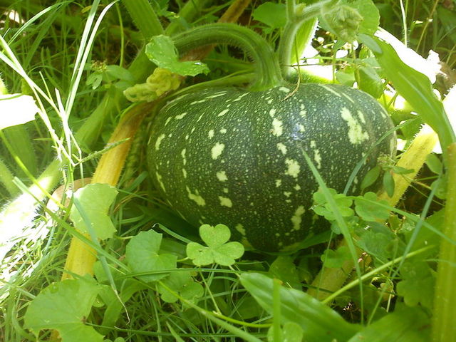 The pumpkin is growing and changing colors