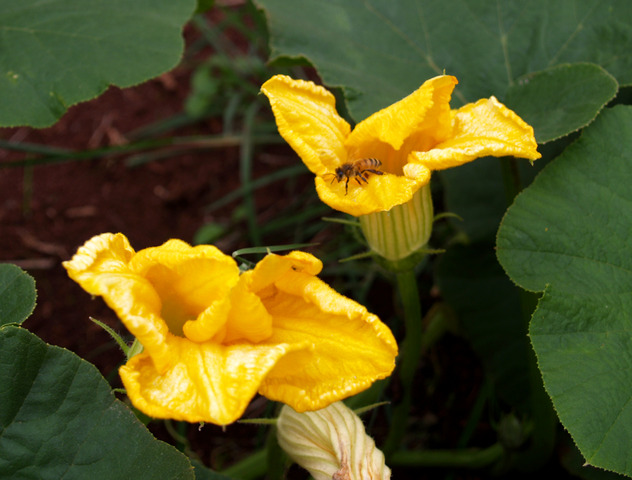 A bumble bee takes the pollen from the flower