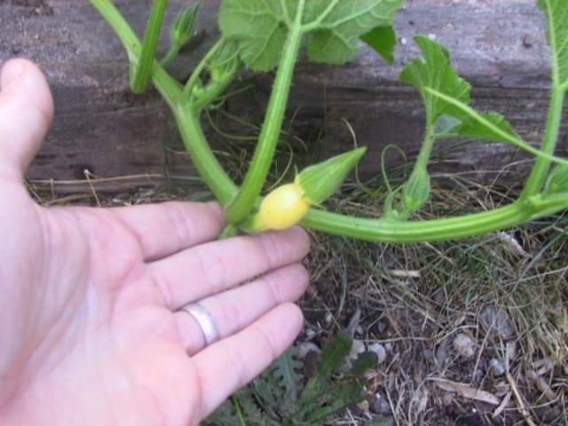 The pumpkin flower is almost gone, and the bottom of the flower is getting bigger