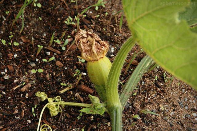 The flower starts to change , the petals are getting smaller