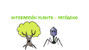Patogeno planta