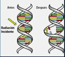 EFECTOS  BIOLÓGICOS DE LA RADIACIÓN