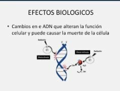 EFECTOS  BIOLÓGICOS DE LA RADIACIÓN