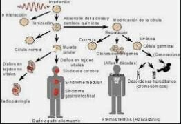 EFECTOS  BIOLÓGICOS DE LA RADIACIÓN